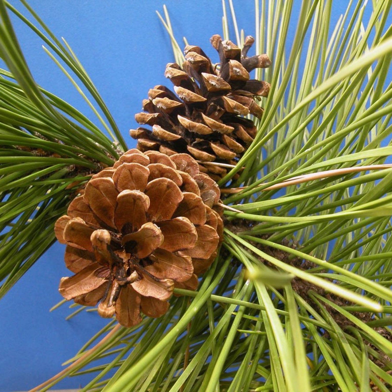 RED PINE Pinus Resinosa - 10 SEEDS