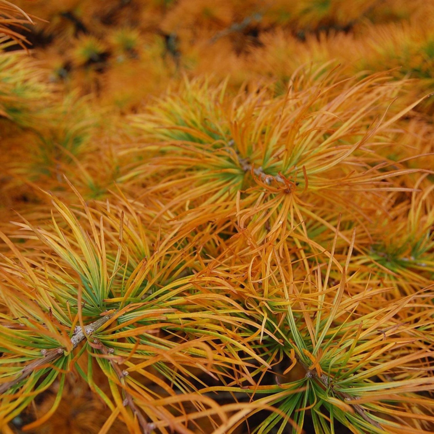 GOLDEN LARCH Pseudolarix Amabilis - 6 SEEDS