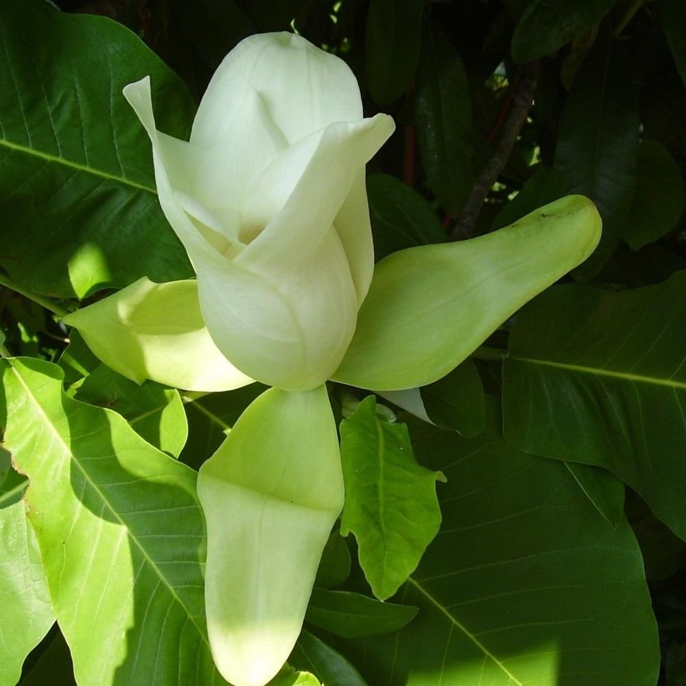 BIGLEAF MAGNOLIA Magnolia Macrophylla 5 SEEDS