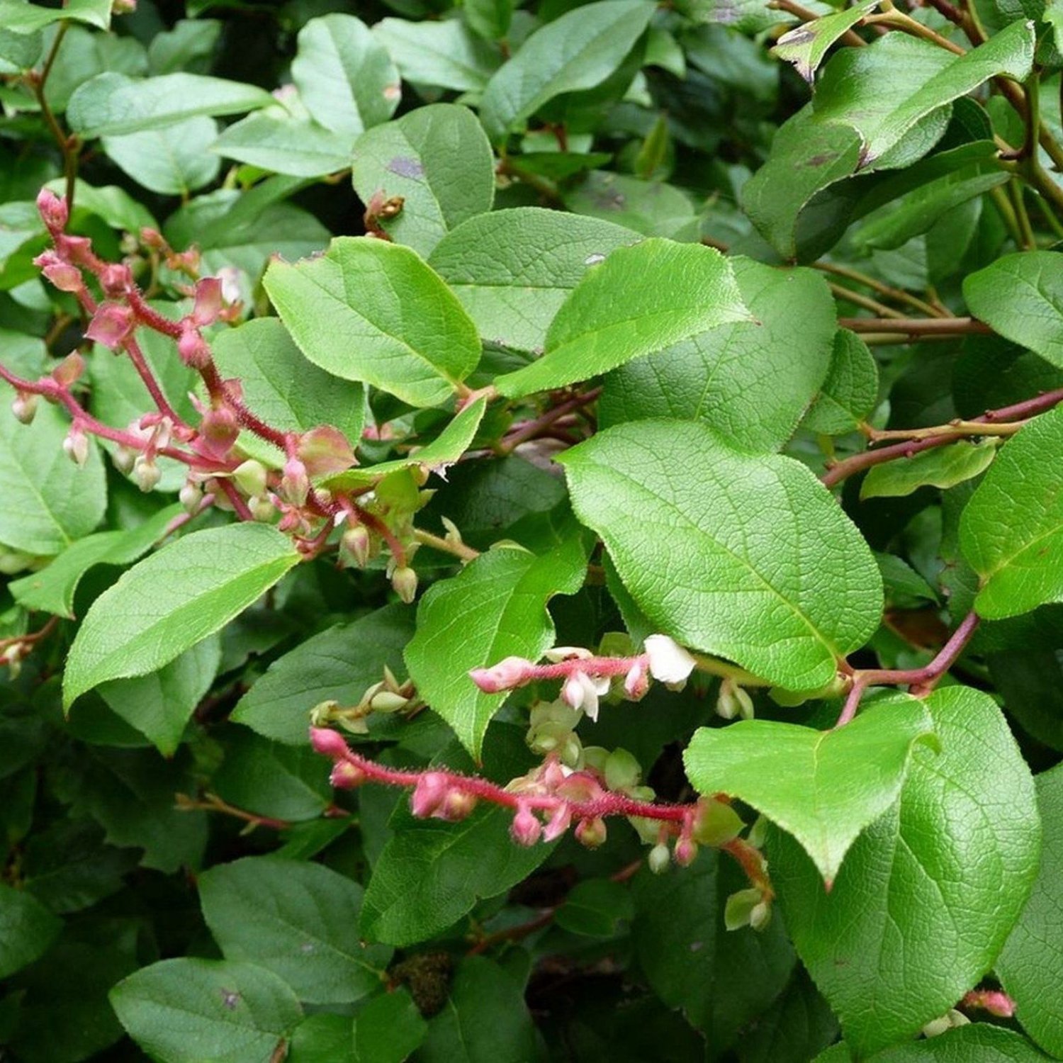 Salal lemon leaf plant