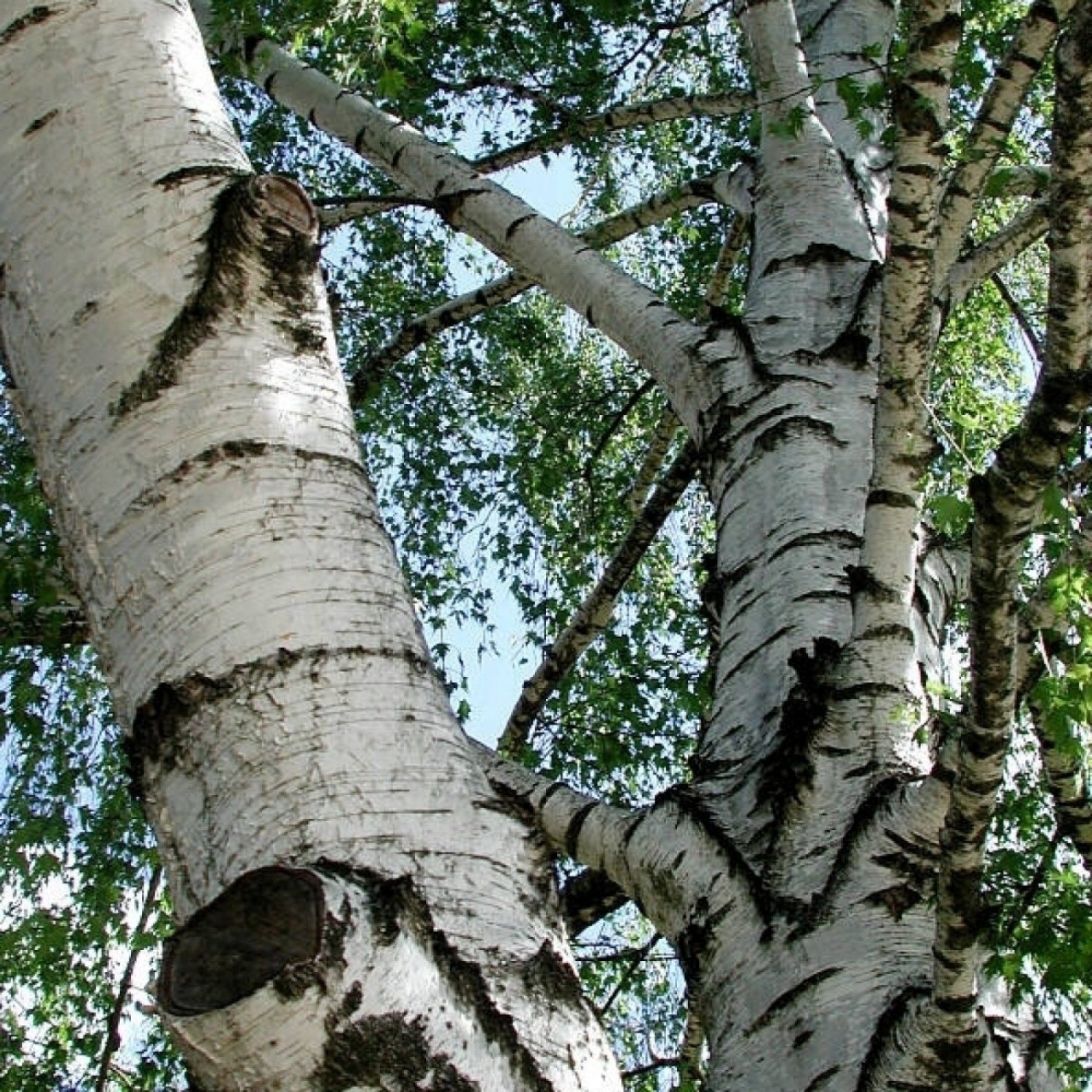 European White Birch Betula Pendula Verrucosa Alba 100 Seeds