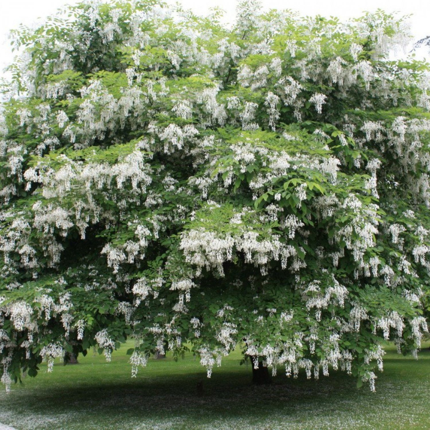 YELLOWWOOD Cladrastis Lutea - 5 SEEDS