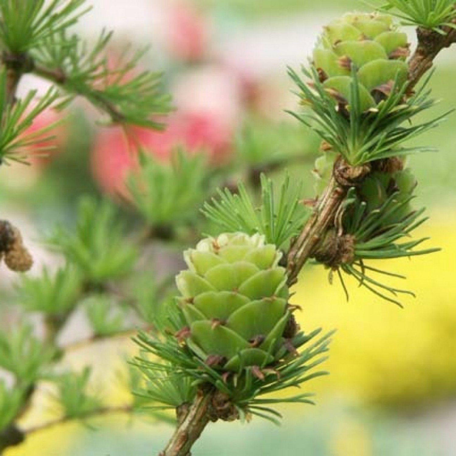 DAHURIAN LARCH Larix Gmelinii - 20 SEEDS