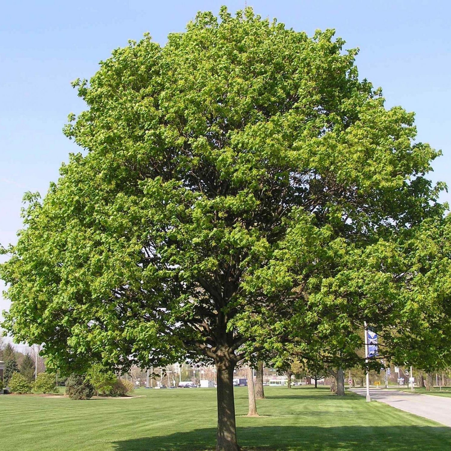 norway maple acer platanoides