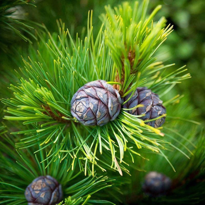 Russian Cedar Pinus Cembra 10 Seeds