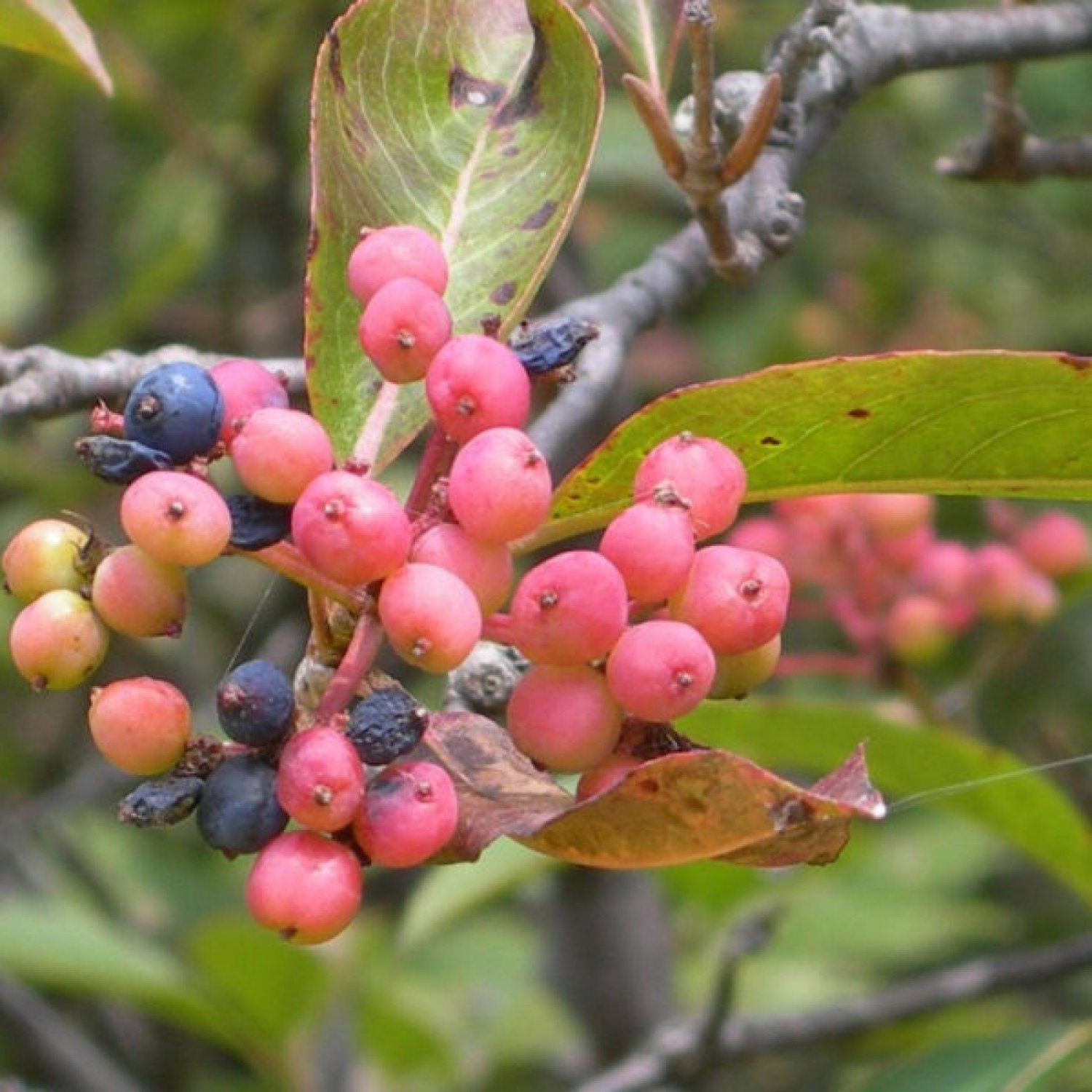 TEA BERRY / WITHE ROD Viburnum Cassinoides 20 SEEDS
