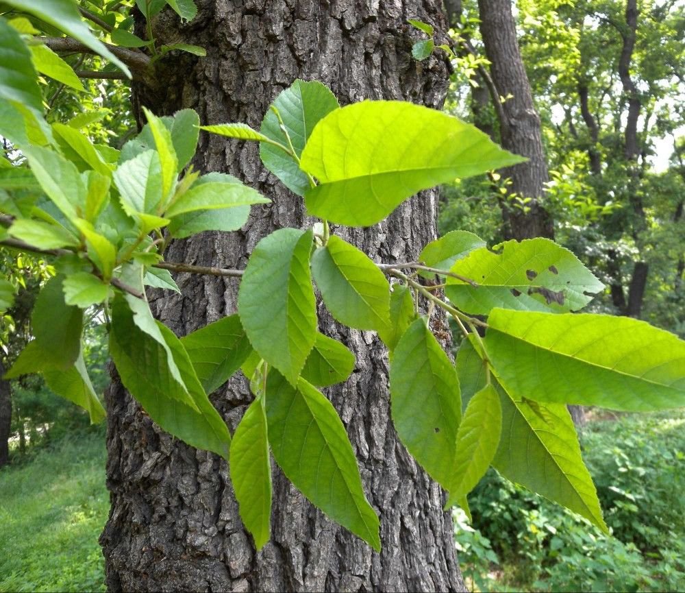 JAPANESE ALDER Alnus Japonica - 30 SEEDS