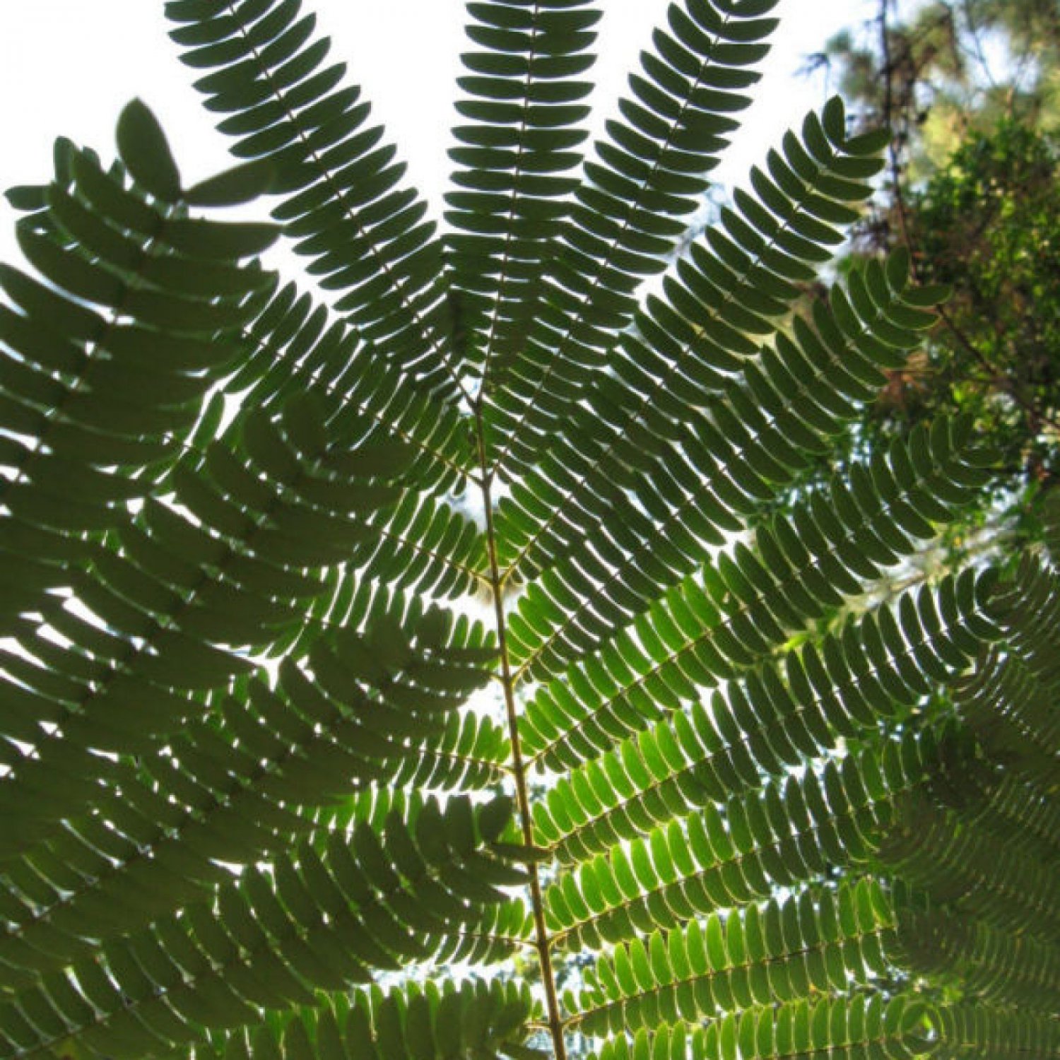 Silky Mimosa Albizia Julibrissin Rosea 15 Seeds