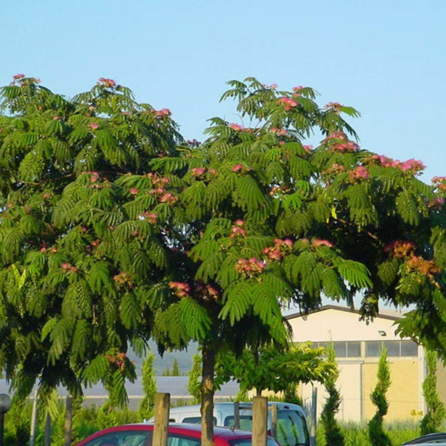 Silky Mimosa Albizia Julibrissin Rosea 15 Seeds