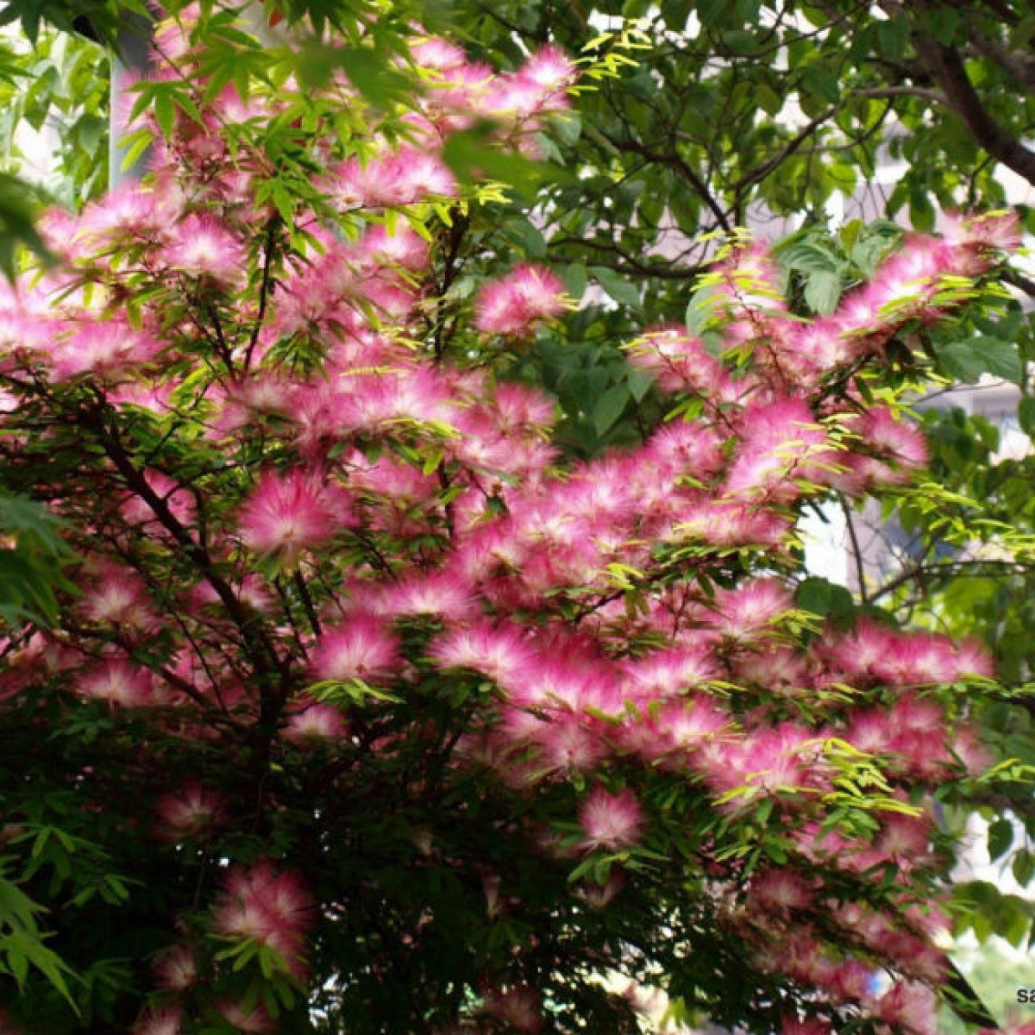 Silky Mimosa Albizia Julibrissin Rosea 15 Seeds