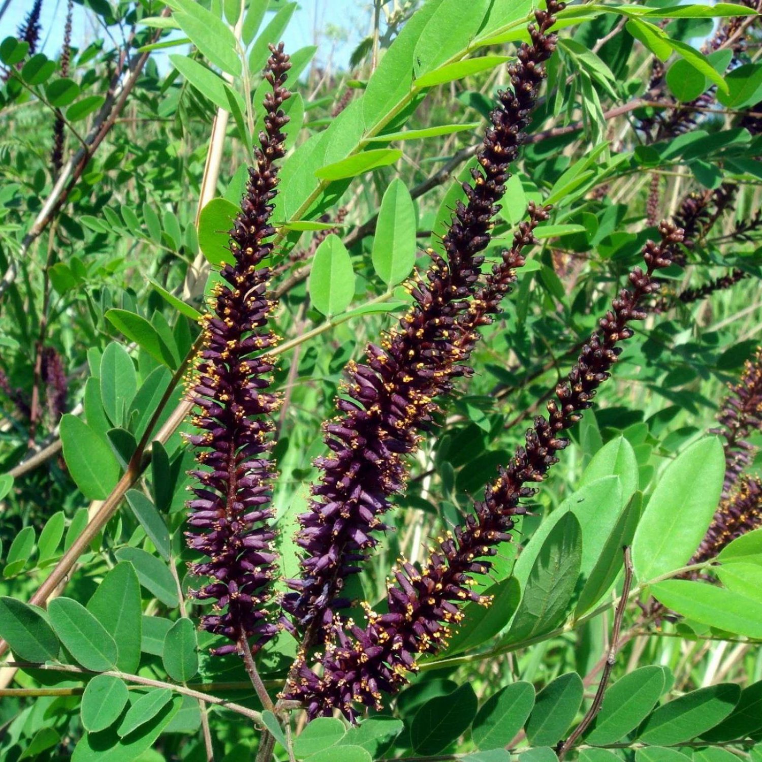 INDIGO BUSH Amorpha Fruticosa - 50 SEEDS