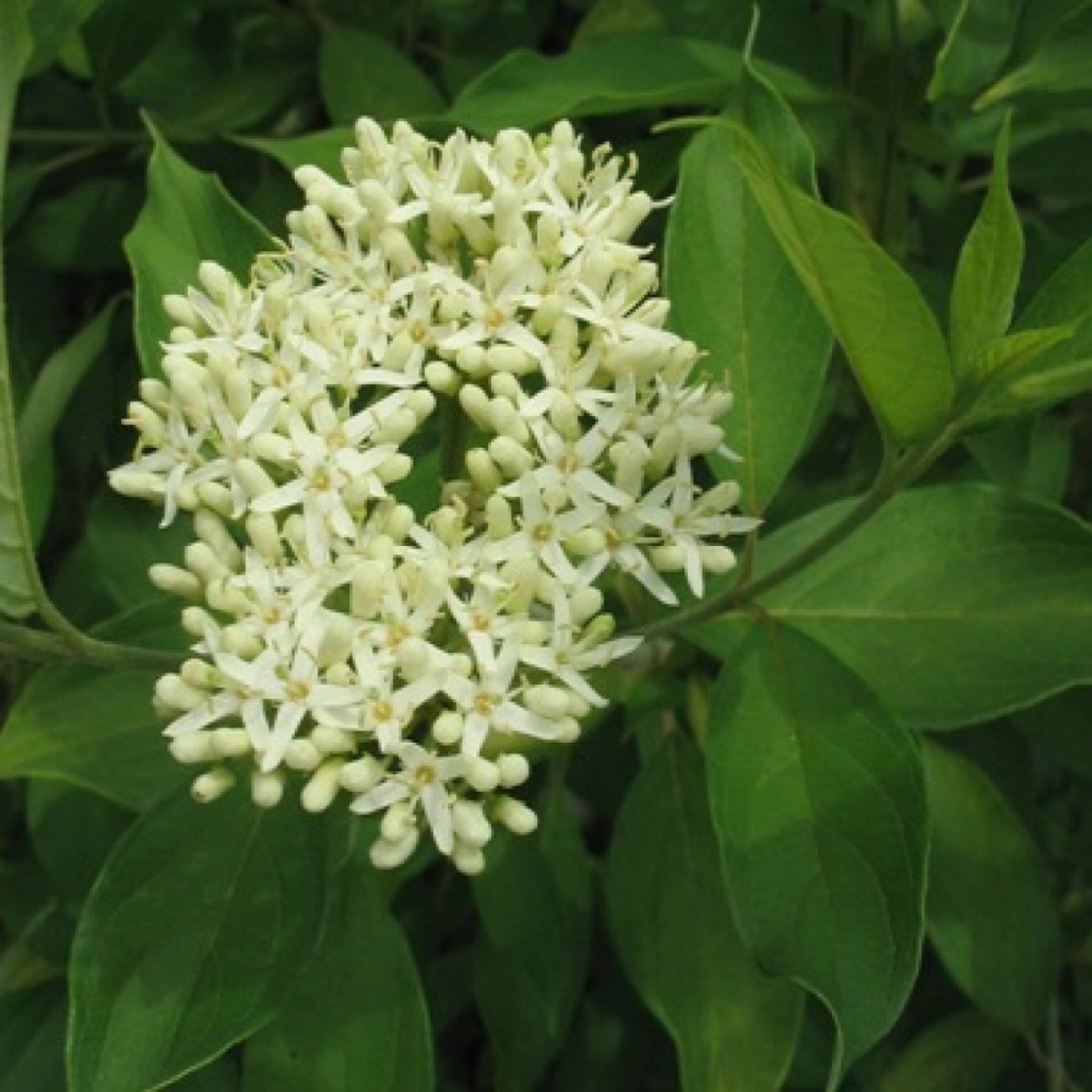 SILKY DOGWOOD Cornus Amomum - 25 SEEDS