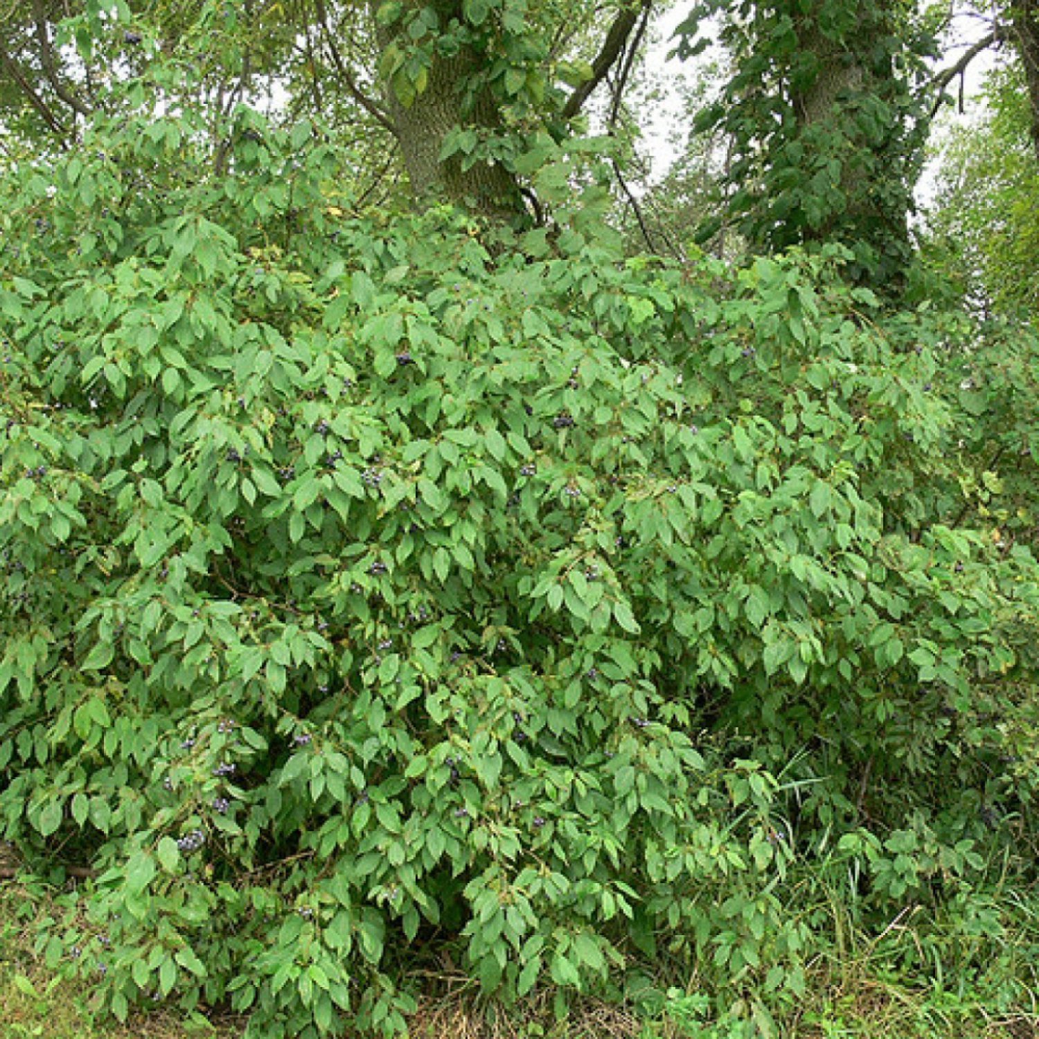 silky-dogwood-cornus-amomum-25-seeds