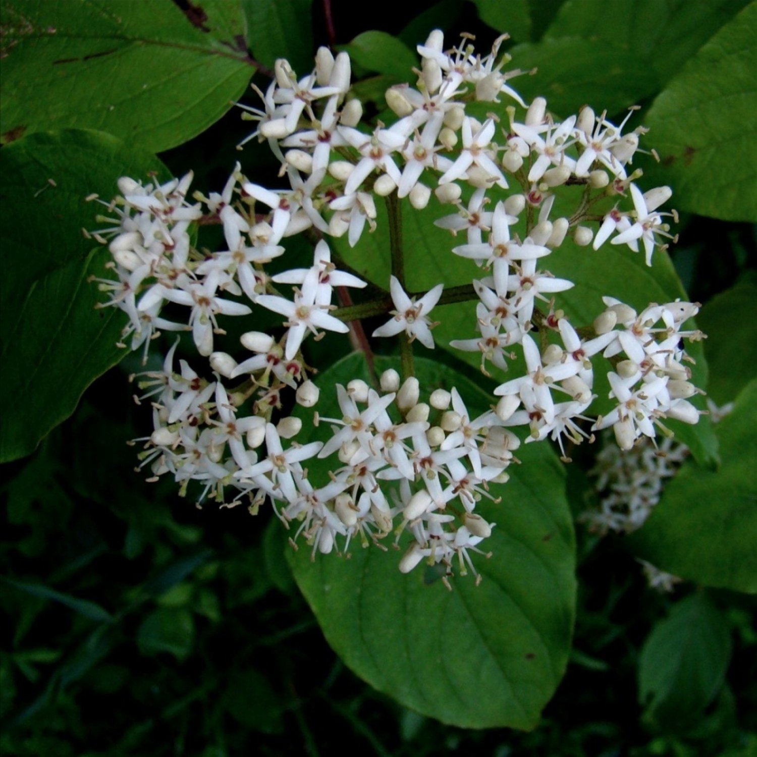 SILKY DOGWOOD Cornus Amomum - 25 SEEDS