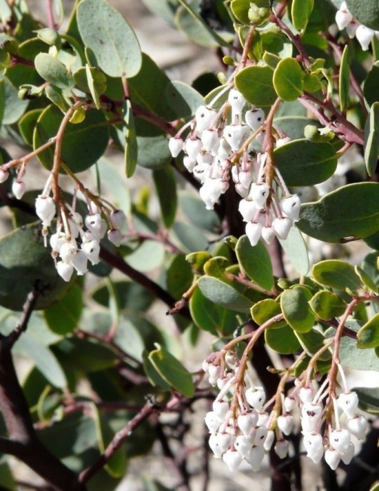 WHITELEAF MANZANITA Arctostaphylos Viscida - 10 SEEDS