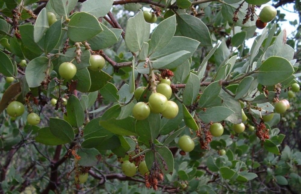 WHITELEAF MANZANITA Arctostaphylos Viscida - 10 SEEDS