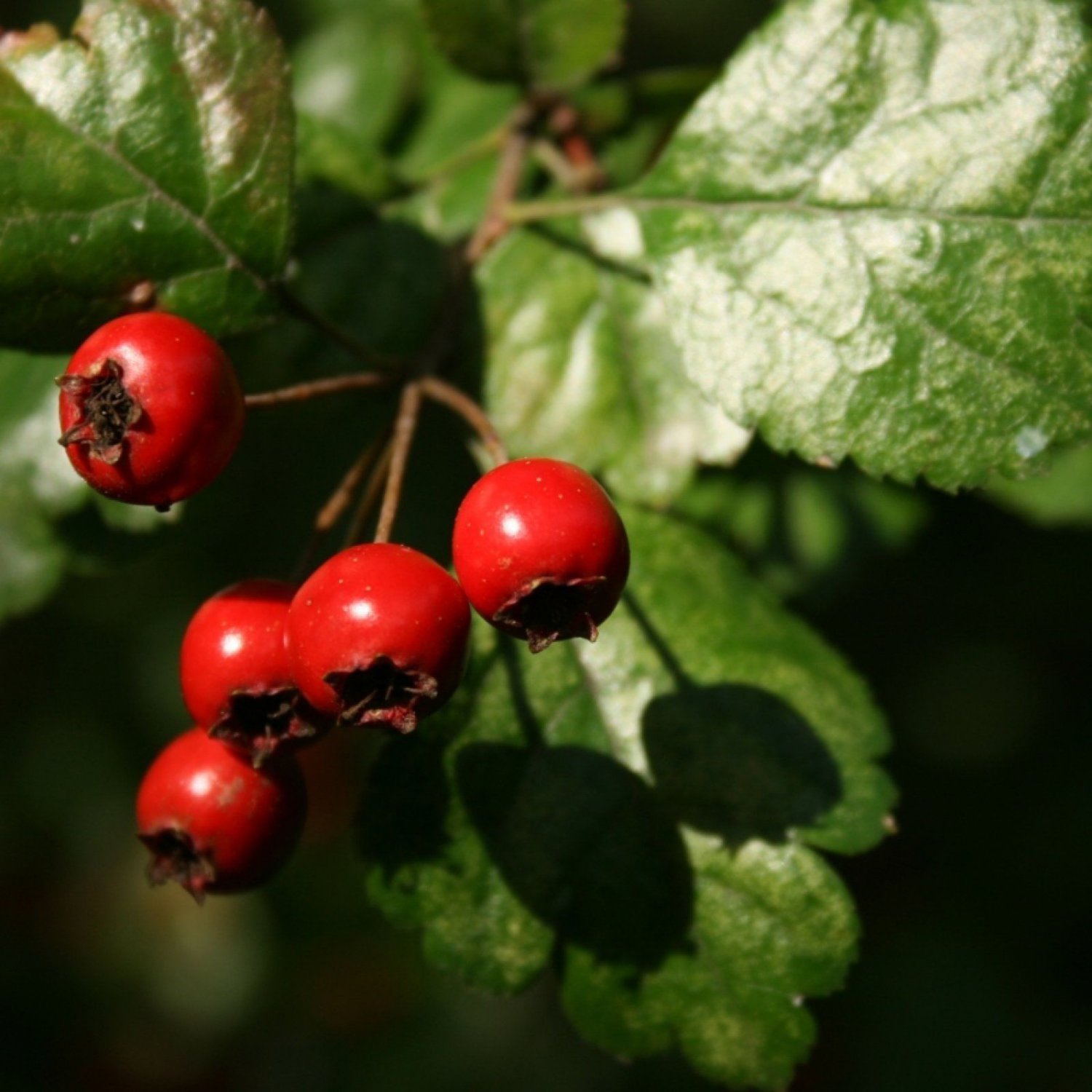 ENGLISH HAWTHORN Crataegus Laevigata - 20 SEEDS