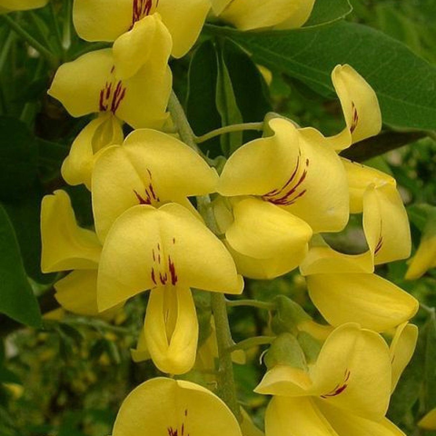 GOLDEN CHAIN TREE Laburnum Anagyroides - 100 SEEDS