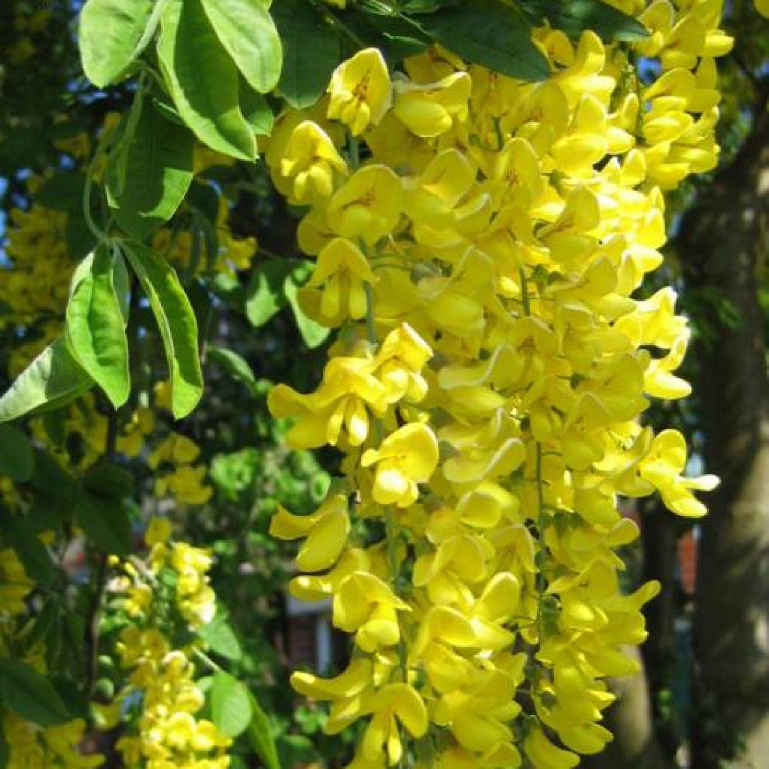 GOLDEN CHAIN TREE Laburnum Anagyroides 100 SEEDS