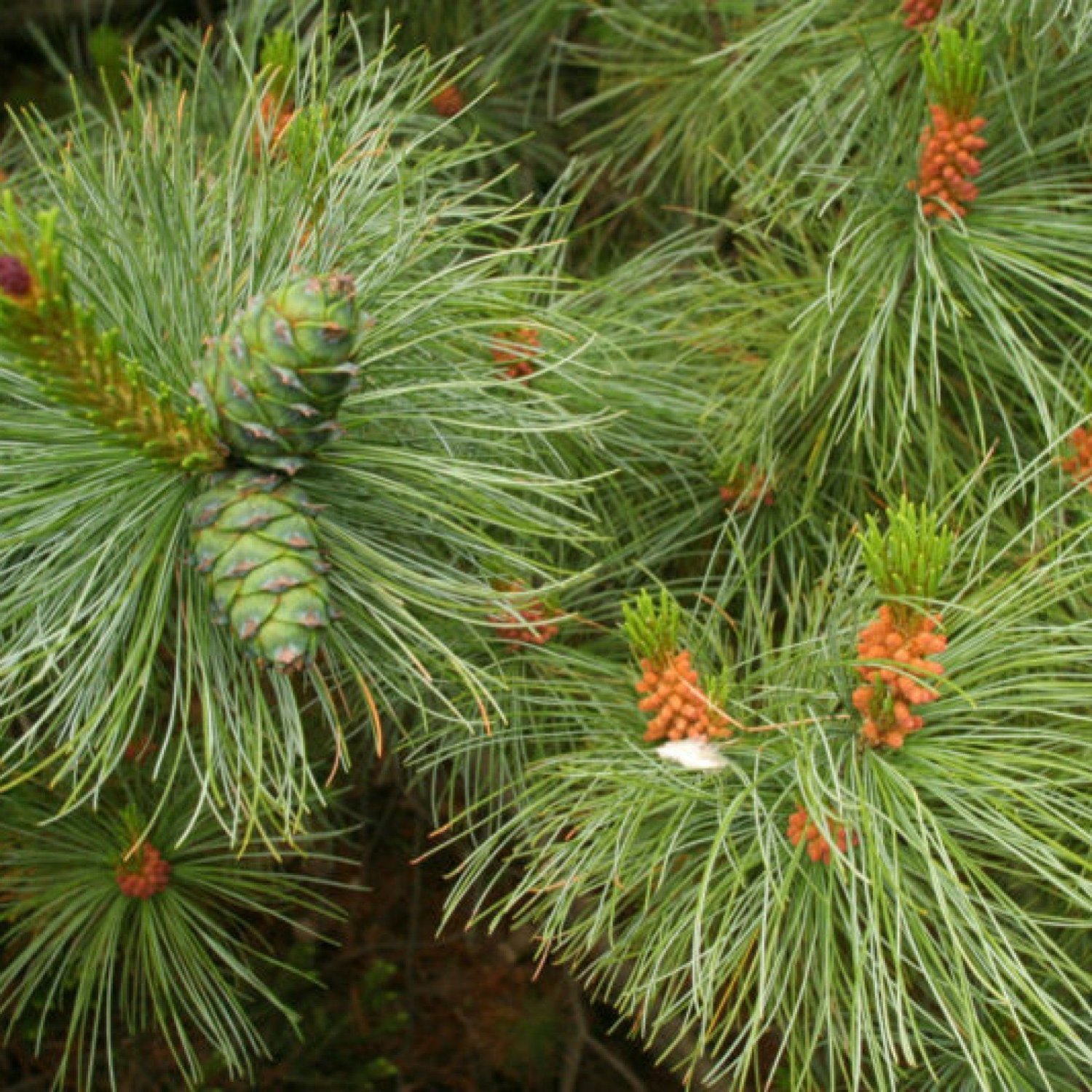 Big Pinus Pictures