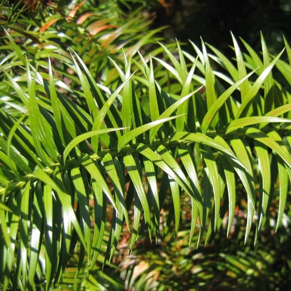 CHINA FIR Cunninghamia Lanceolata 50 SEEDS