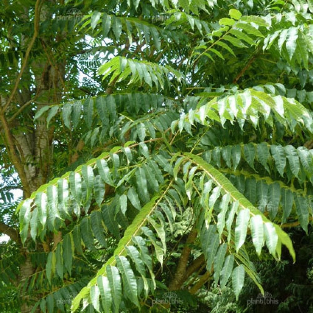 CHINESE MAHOGANY Toona Sinensis - 25 SEEDS