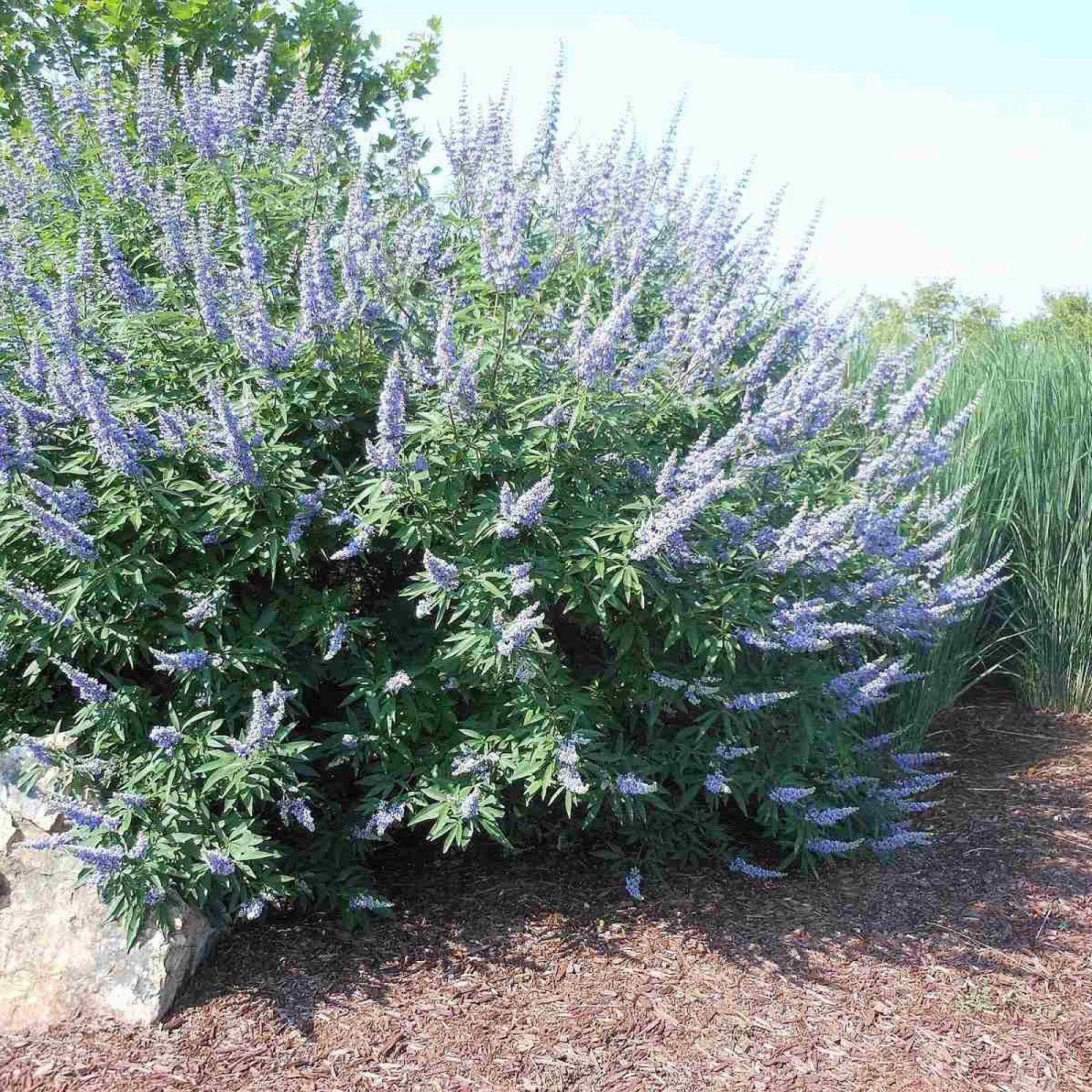 Lilac Chaste Tree Vitex Agnus Castus 10 Seeds