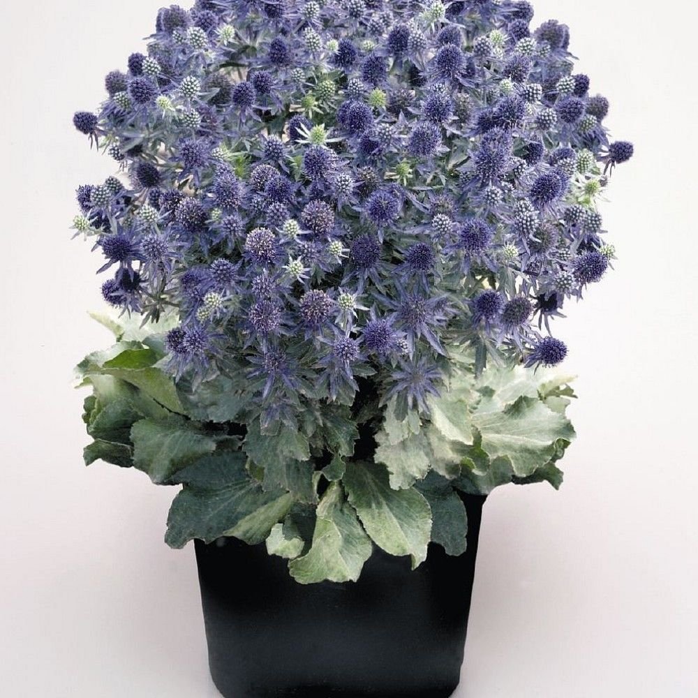 BLUE ERYNGO Eryngium Planum 50 SEEDS