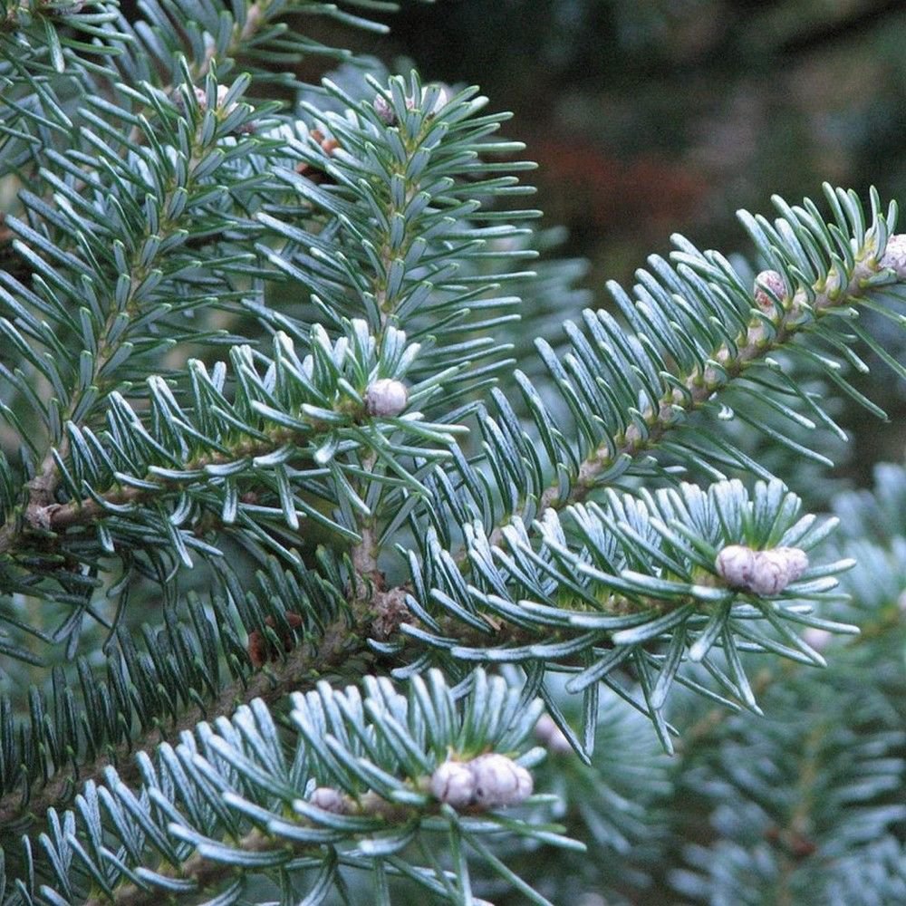 BALSAM FIR Abies Balsamea Cooks Blue - 60 SEEDS