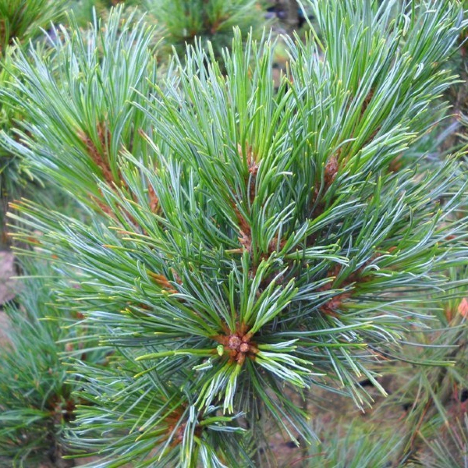 Сосна Pinus Cembra. Кедр Сибирский Pinus sibirica. Pinus Cembra 'Sartori'. Pinus Cembra David.