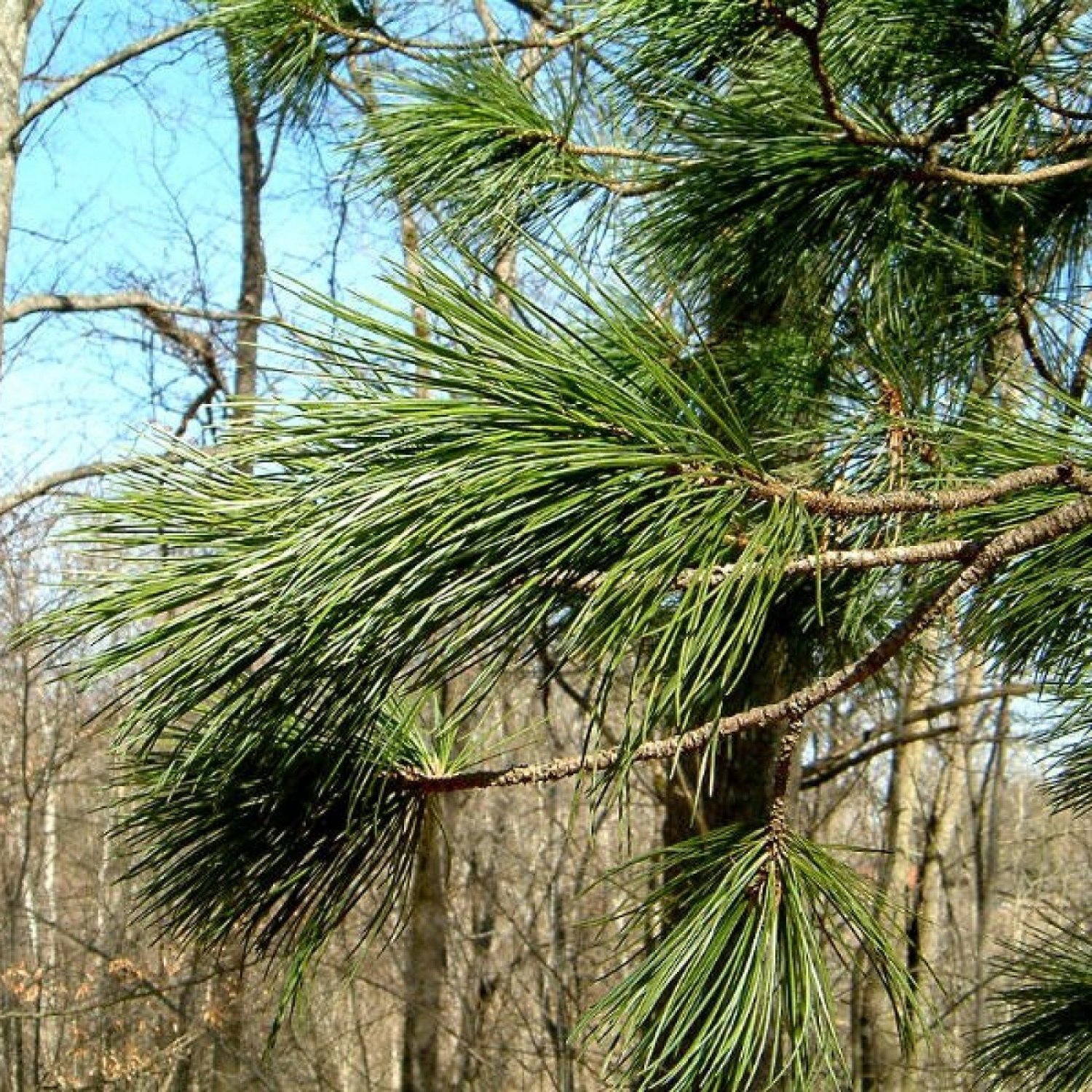 Pinus sibirica Bark