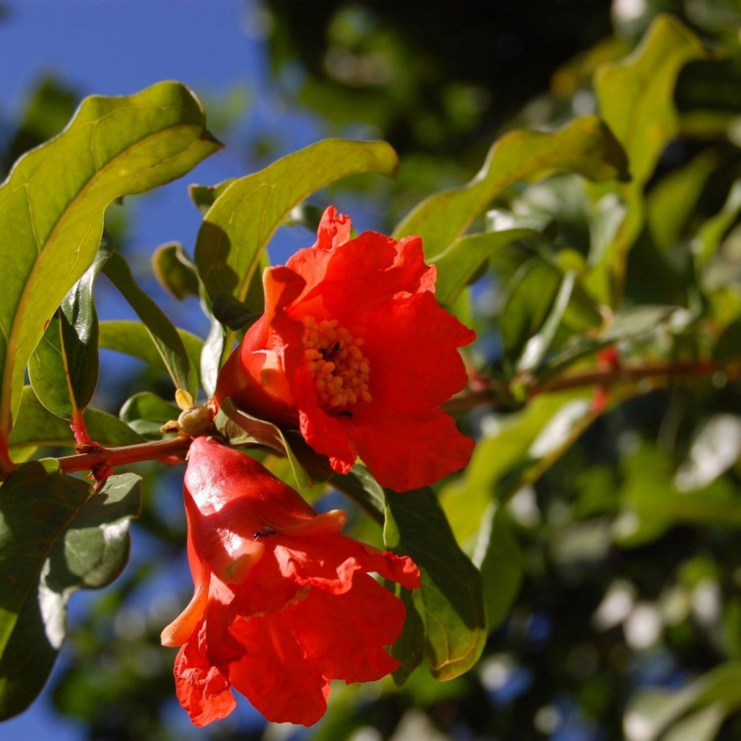 Pomegranate Punica Granatum Bedana 25 Seeds