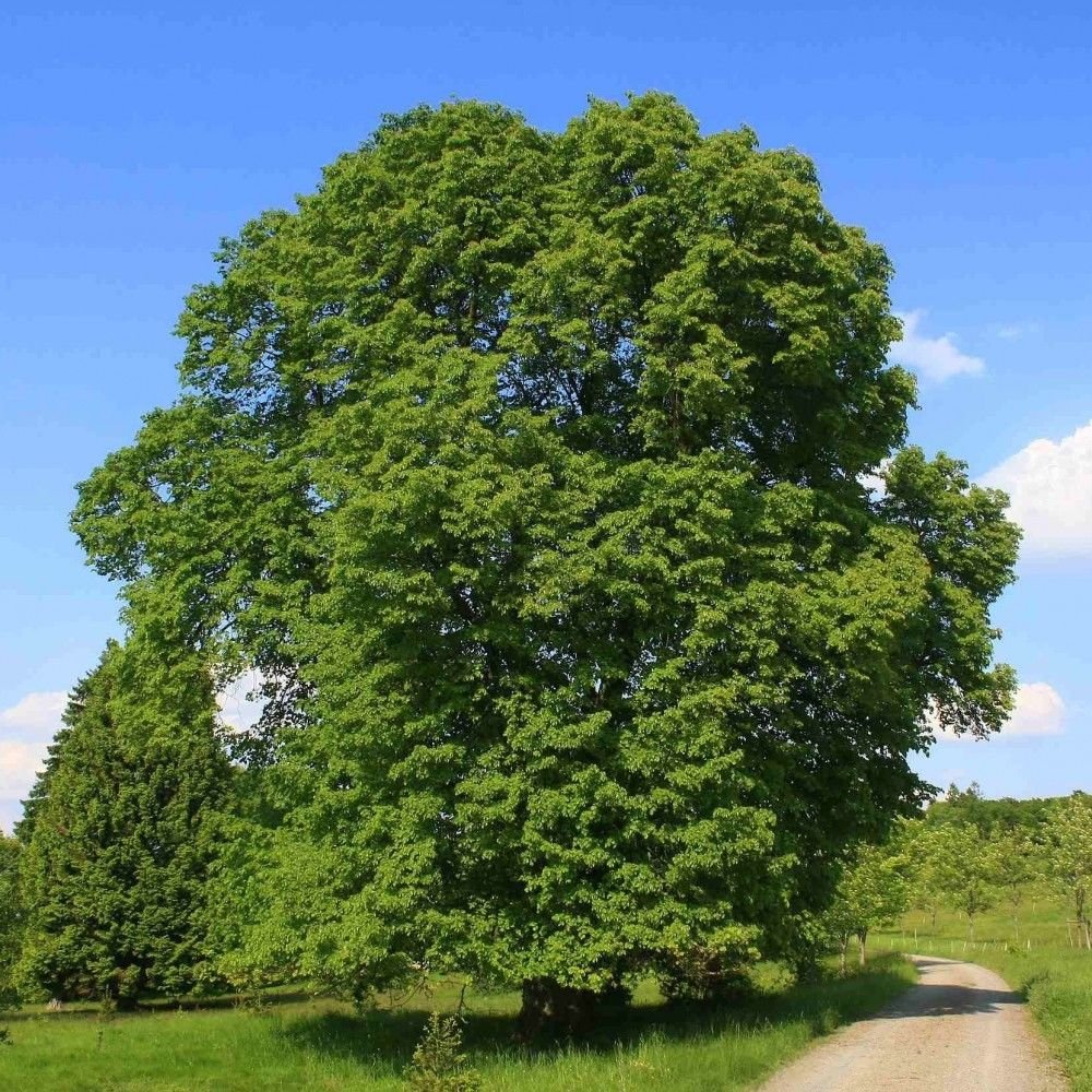 BIGLEAF LINDEN Tilia Platyphyllos - 10 SEEDS