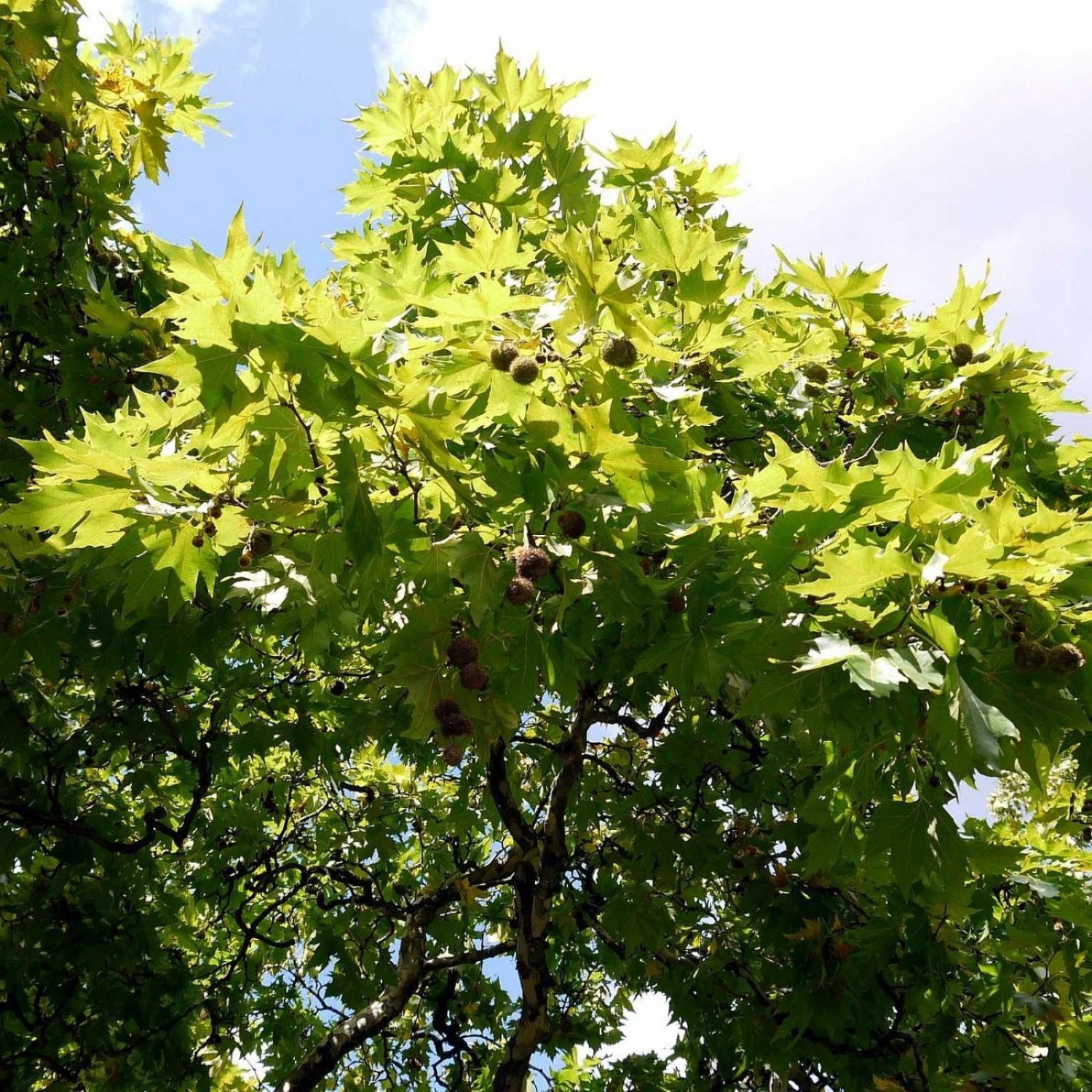 ORIENTAL PLANETREE Platanus Orientalis - 30 SEEDS