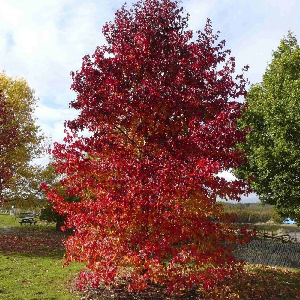 Ликвидамбр дерево фото и описание