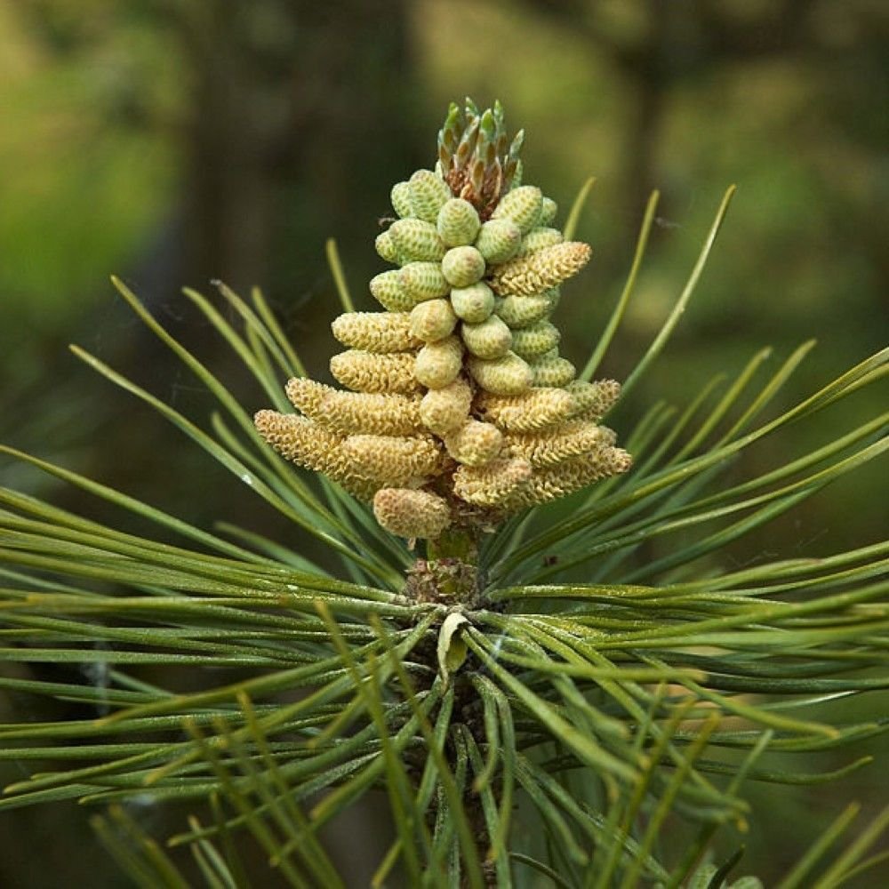 AUSTRIAN PINE Pinus Nigra Austriaca - 20 SEEDS