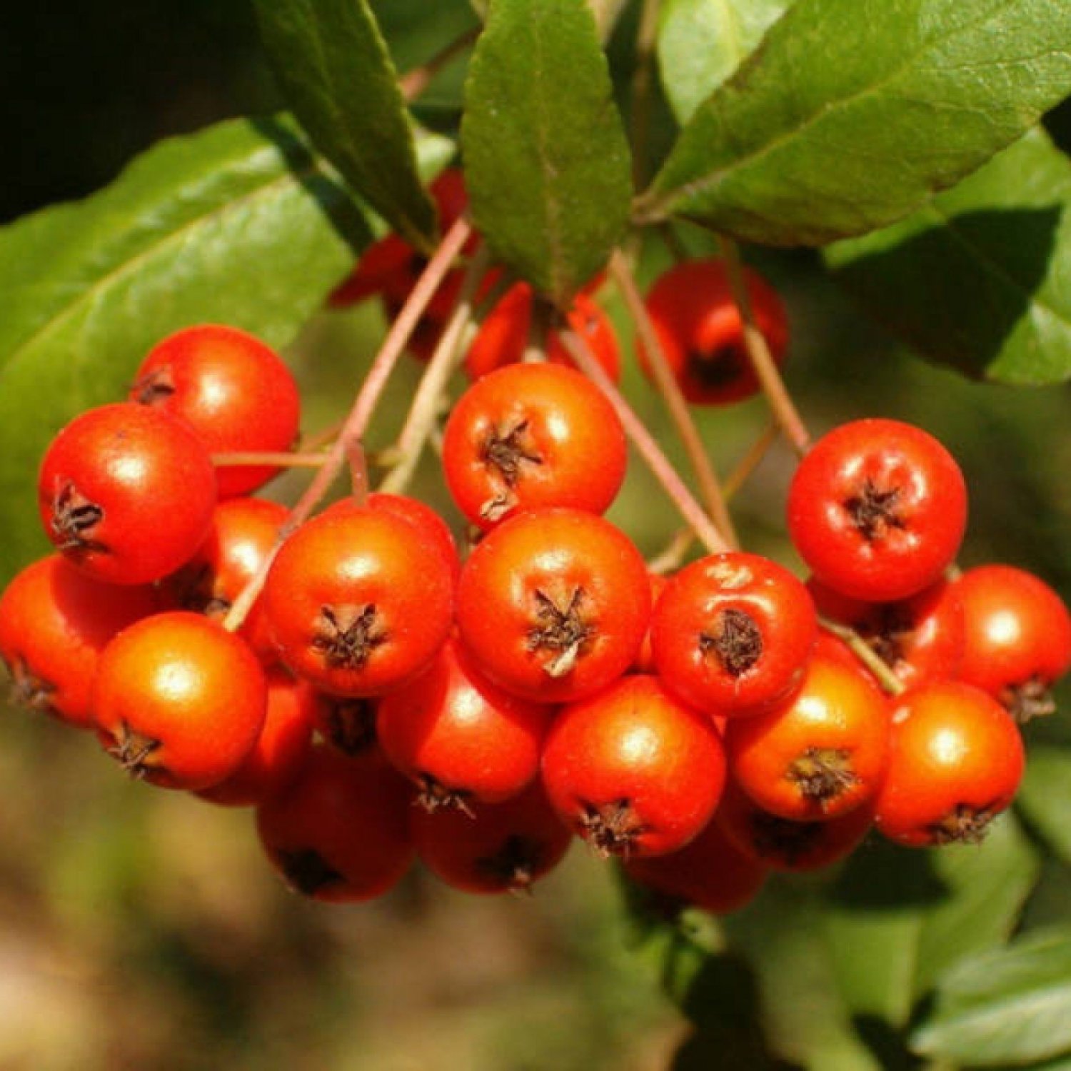 SCARLET FIRETHORN Pyracantha Coccinea - 50 SEEDS