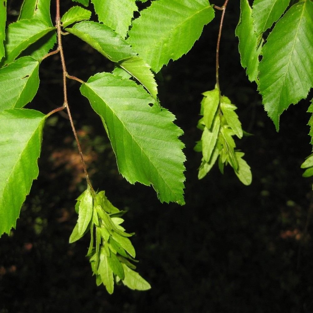 AMERICAN HORNBEAM Carpinus Caroliniana - 20 SEEDS