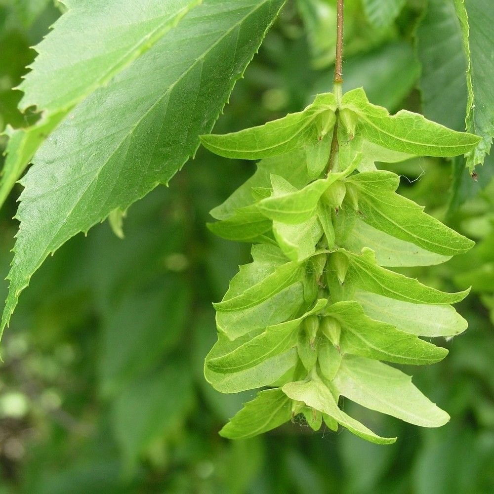 AMERICAN HORNBEAM Carpinus Caroliniana - 20 SEEDS