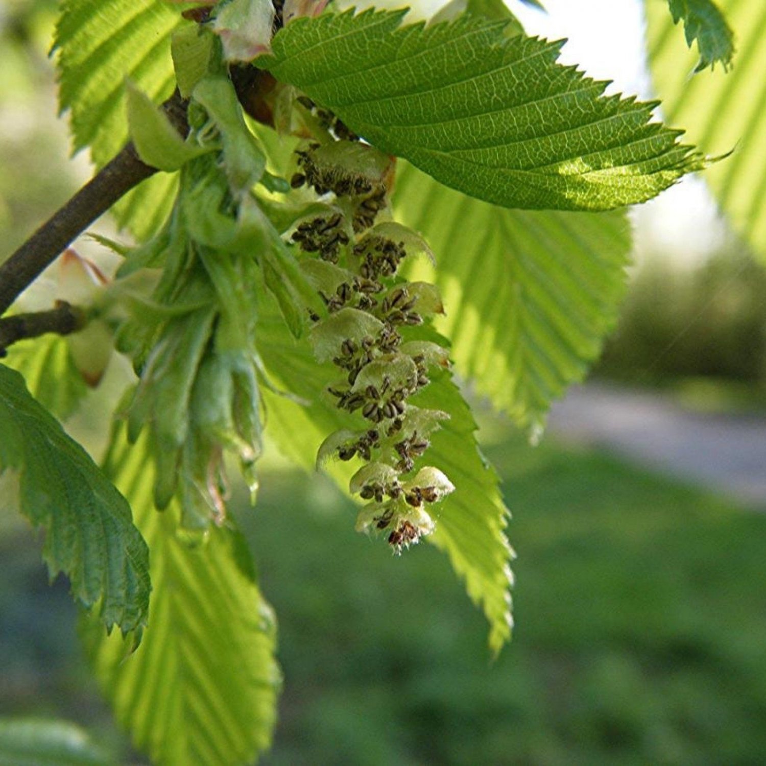 EUROPEAN HORNBEAM Carpinus Betulus - 20 SEEDS