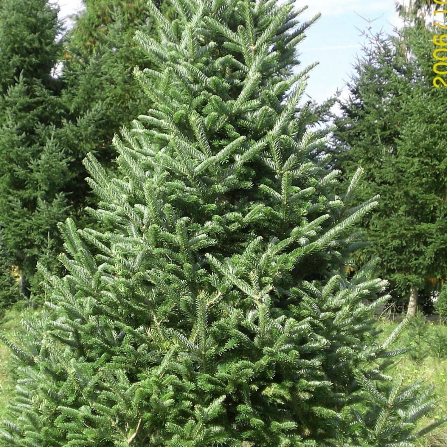 Fraser Fir Abies Fraseri - 25 Seeds