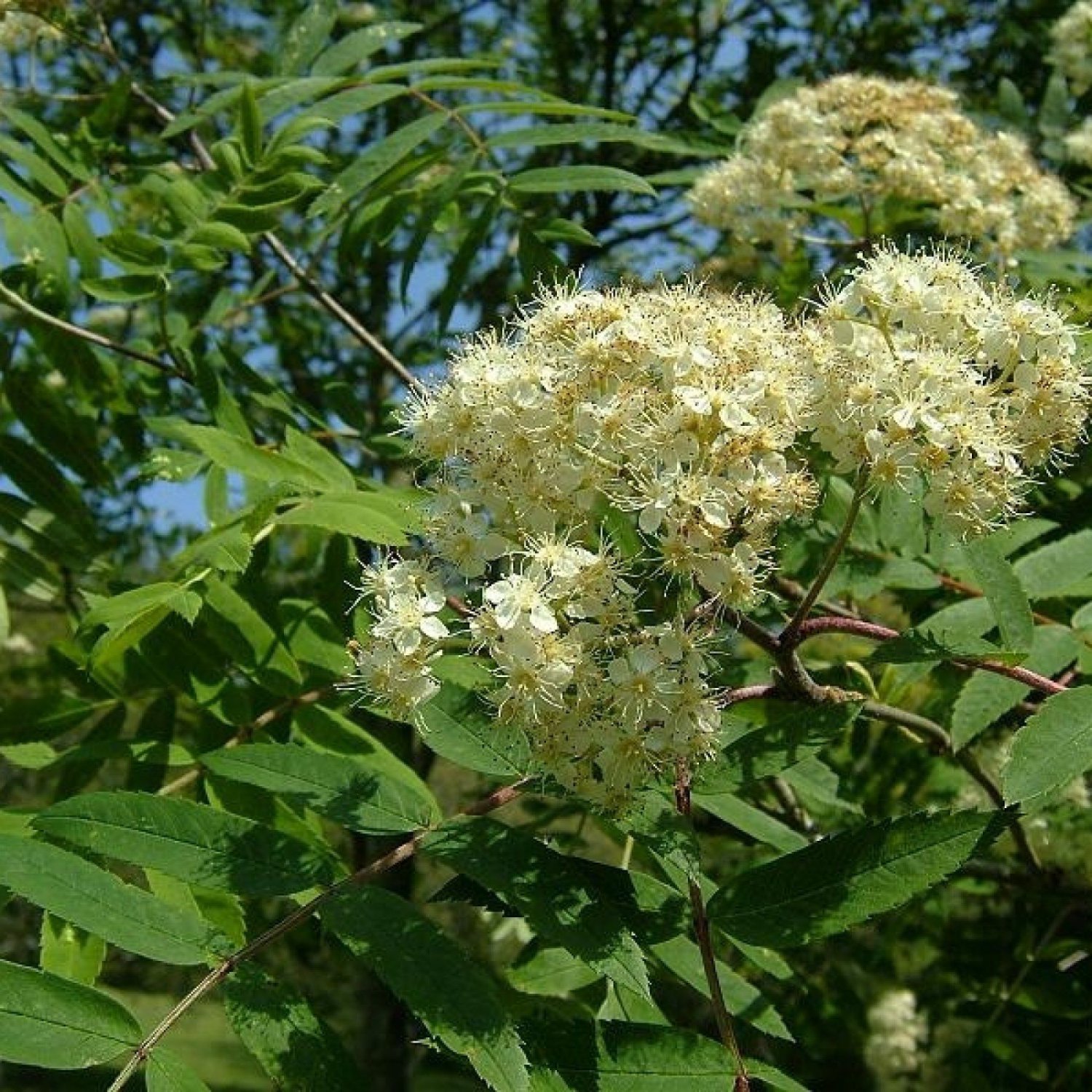 EUROPEAN MOUNTAIN ASH Sorbus Aucuparia 50 SEEDS   5c63d3de130a0 430830b 