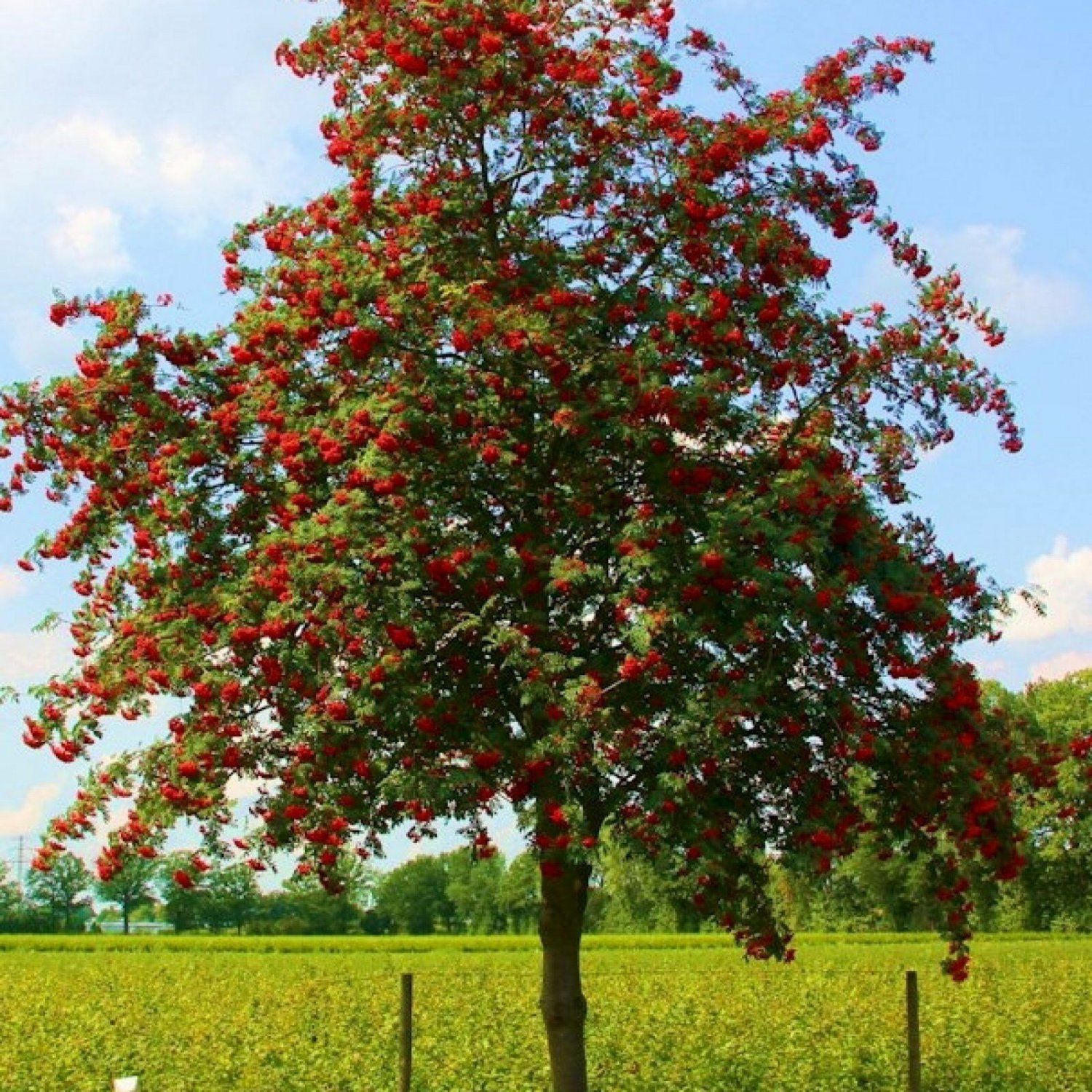 EUROPEAN MOUNTAIN ASH Sorbus Aucuparia - 50 SEEDS