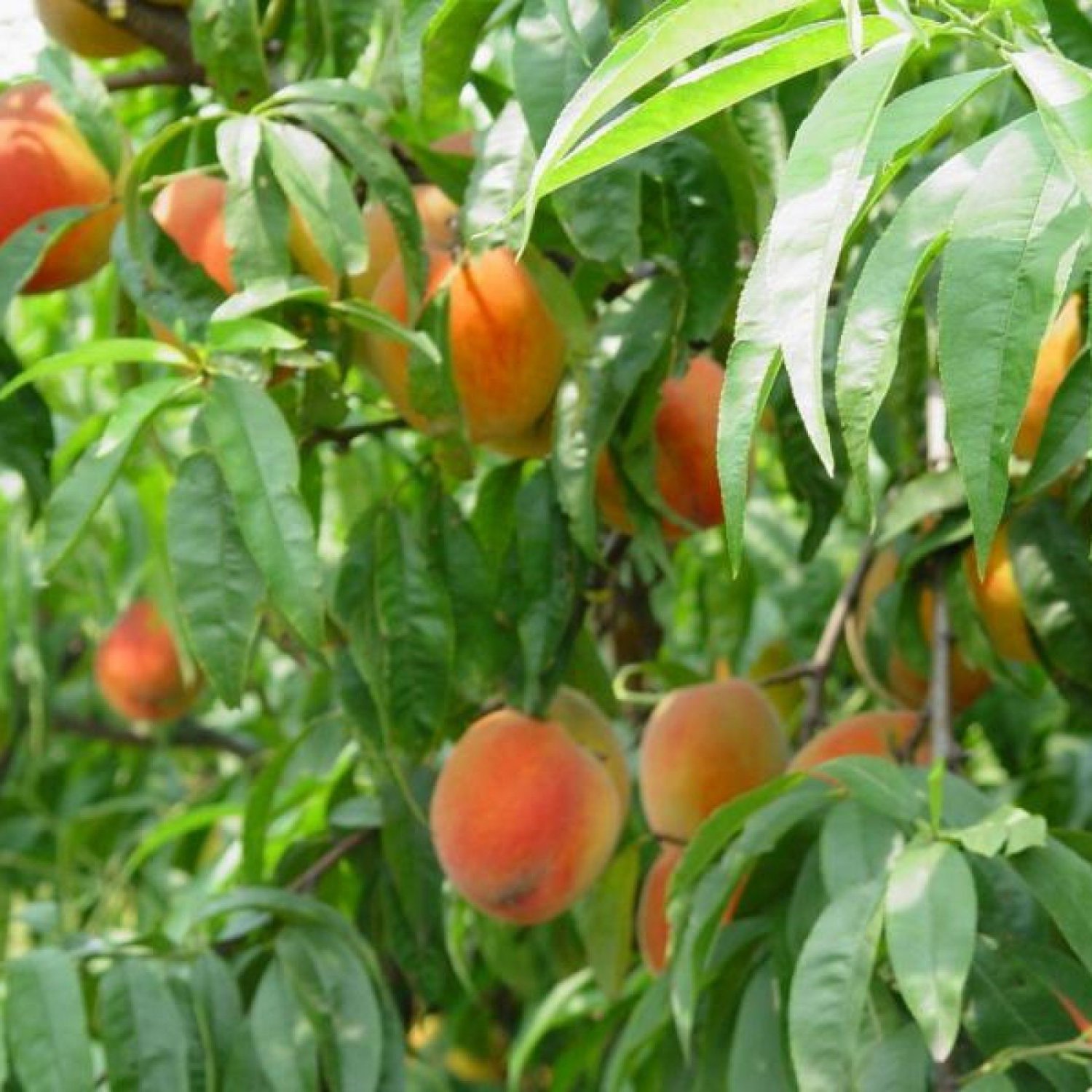 Date Plum Persimmon Diospyros Kaki 5 Seeds