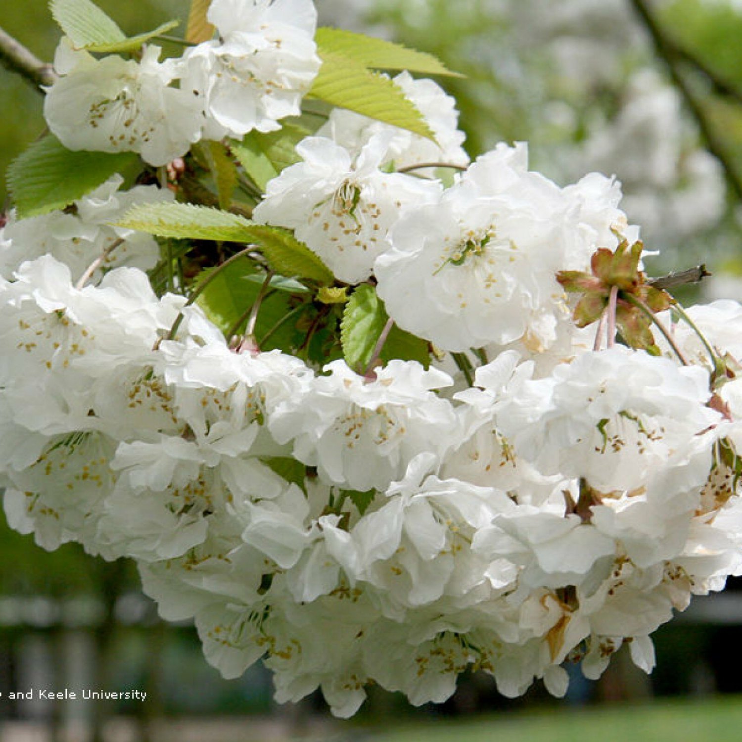 SWEET CHERRY Prunus Avium - 10 SEEDS