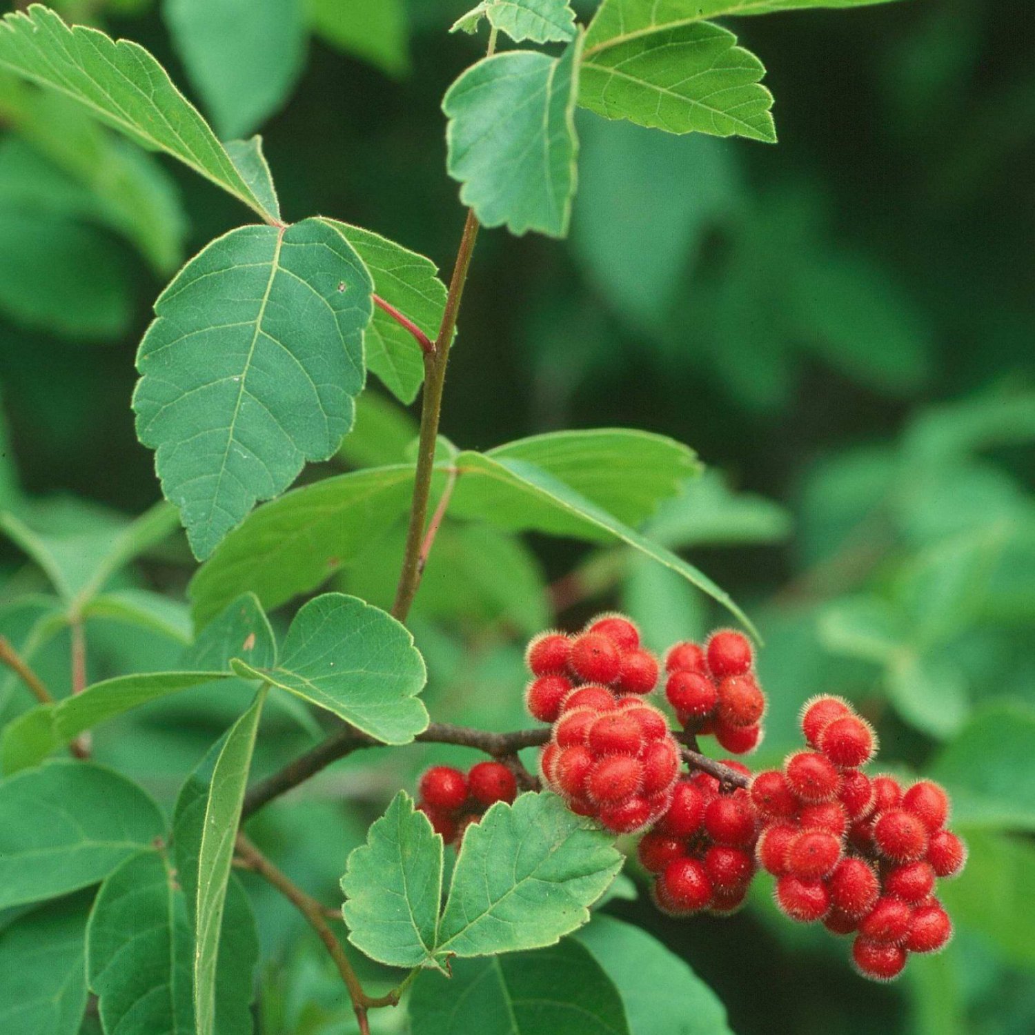 Fragrant Sumac Deer Resistant at Lynette Perez blog