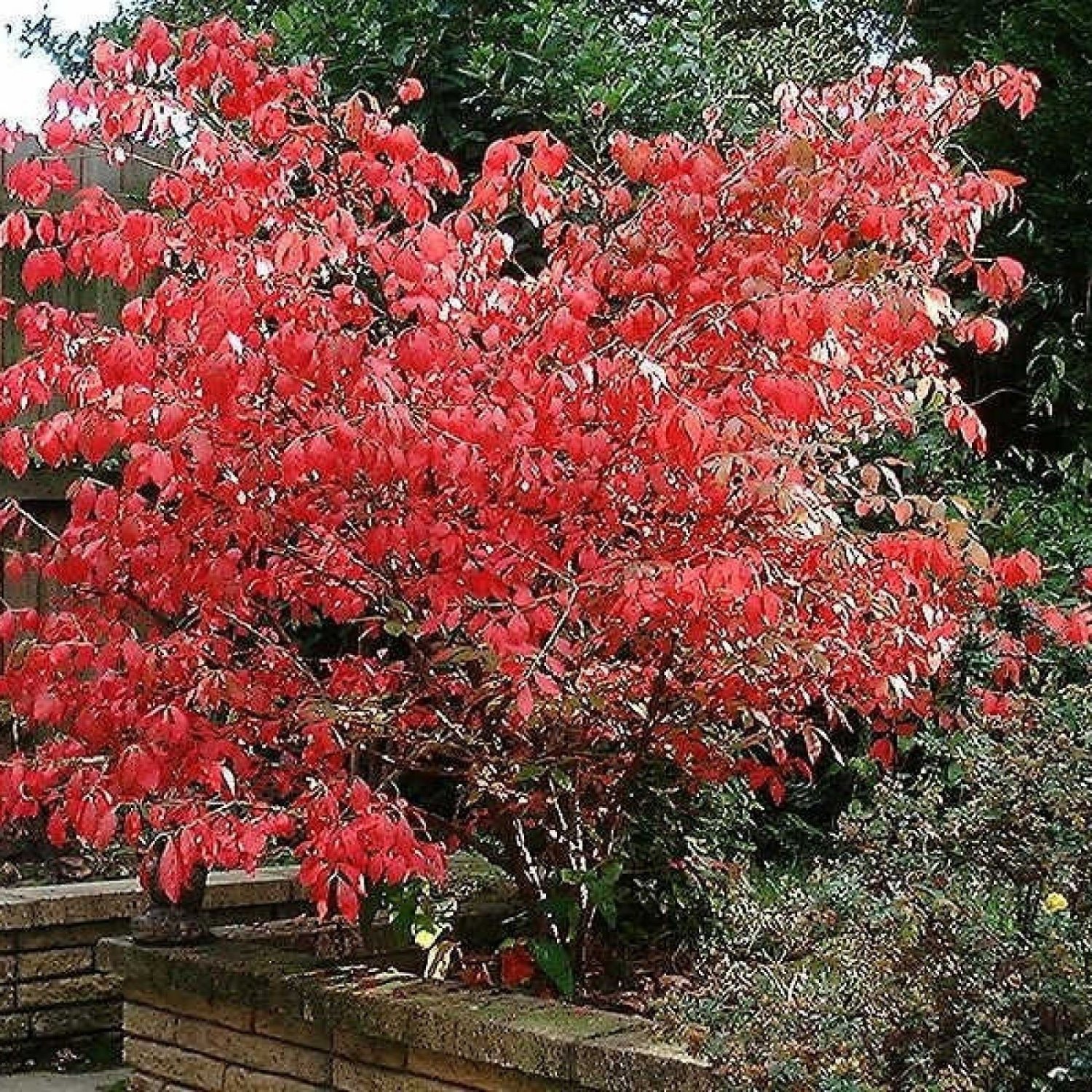 EASTERN WAHOO Euonymus Atropurpurea - 20 SEEDS