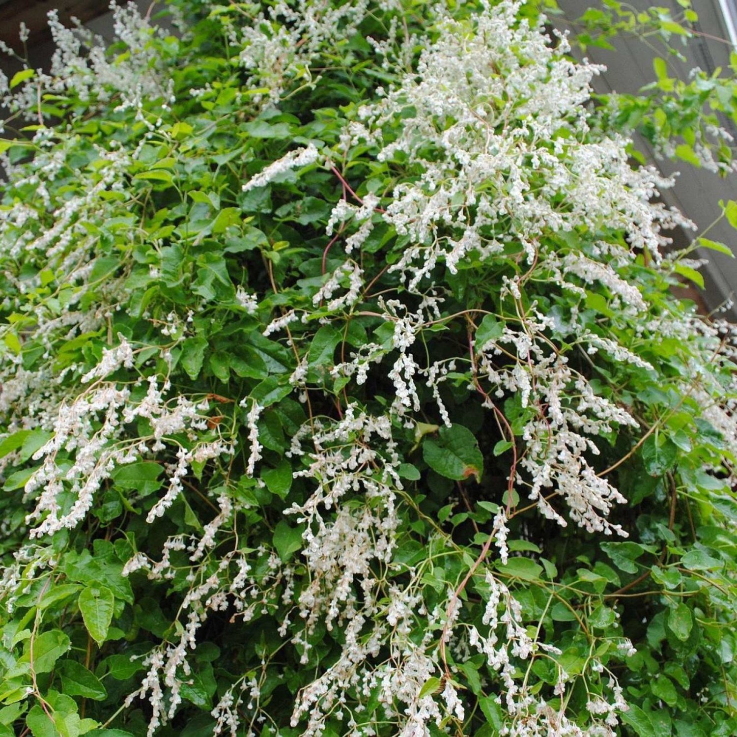 SILVER LACE VINE Polygonum Aubertii - 20 SEEDS