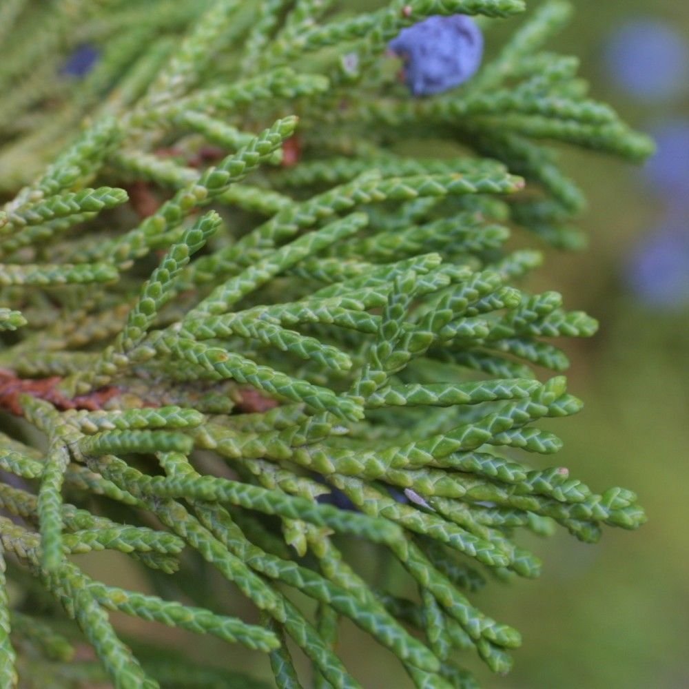 CHERRYSTONE JUNIPER Juniperus Monosperma - 10 SEEDS