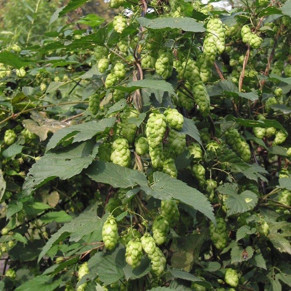 BEER HOPS Humulus Lupulus 20 SEEDS